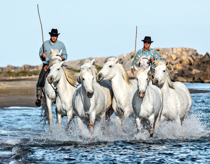 The beauty of Camargue